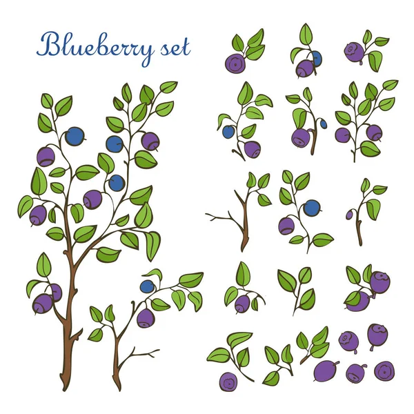 Ensemble de bleuets, feuilles, baies et branches isolés sur fond blanc — Image vectorielle