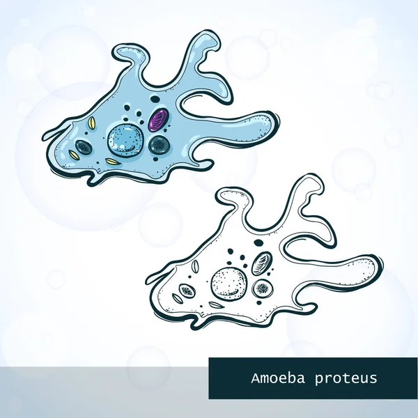 Mikroorganisme Amoeba dalam gaya sketsa, struktur - Stok Vektor