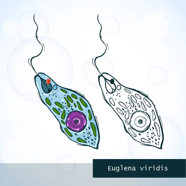 Euglena mikroorganismus v náčrtu styl, struktura — Stockový vektor