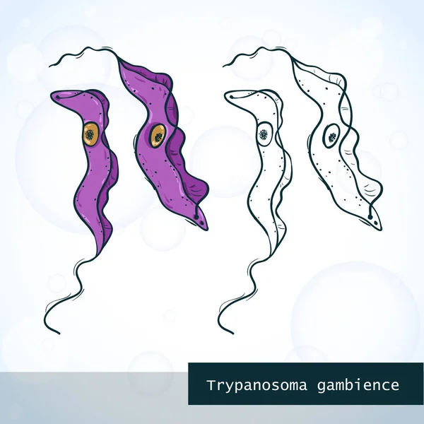 Mikroorganizmus Trypanosoma vázlat stílusú, szerkezete — Stock Vector