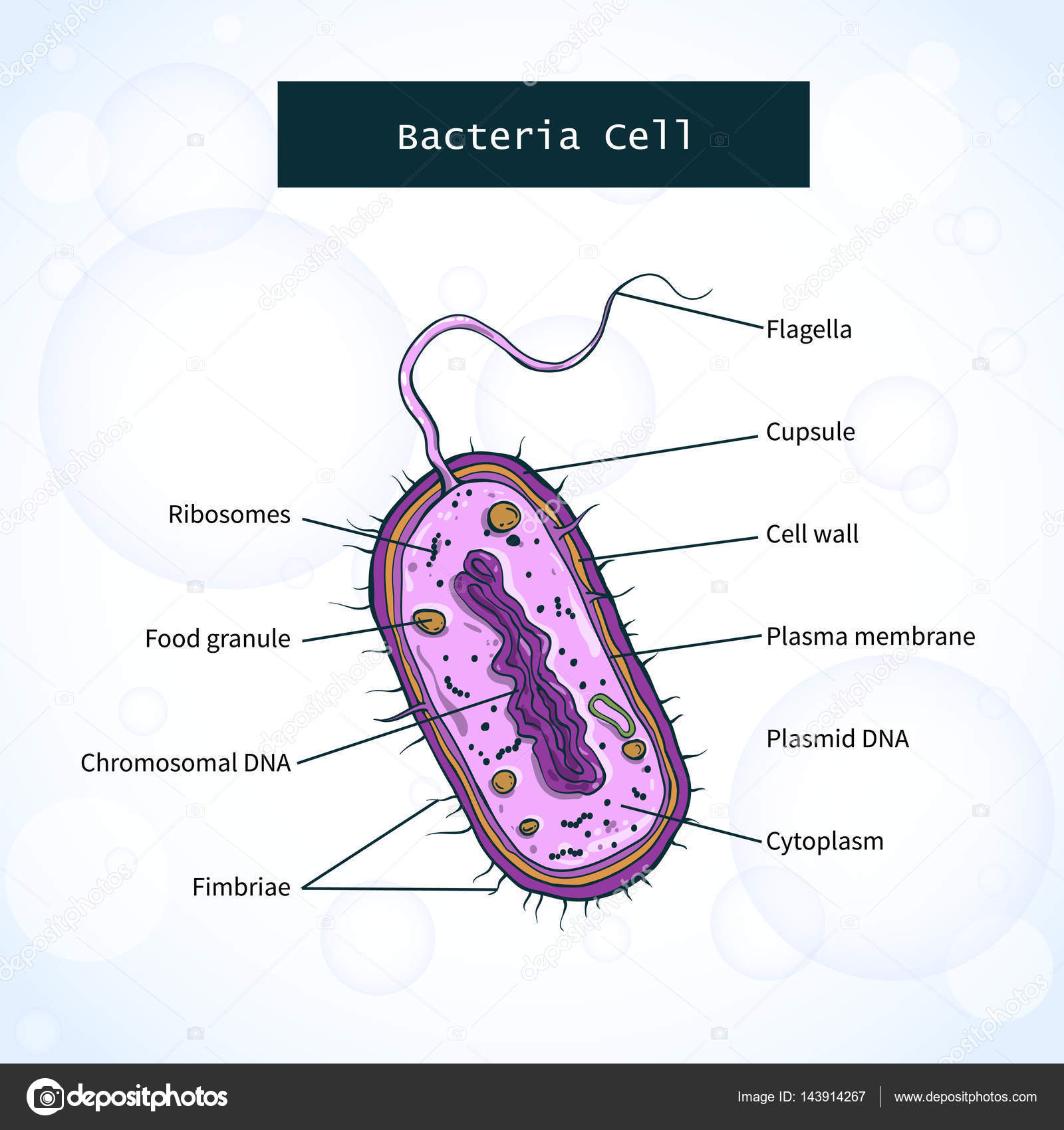 Estructura De La Celula De Una Bacteria 2020 idea e