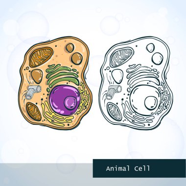 Structure of animal cell clipart