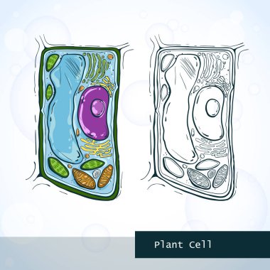 Structure of plant cell clipart