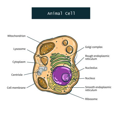 Structure of animal cell on white background clipart