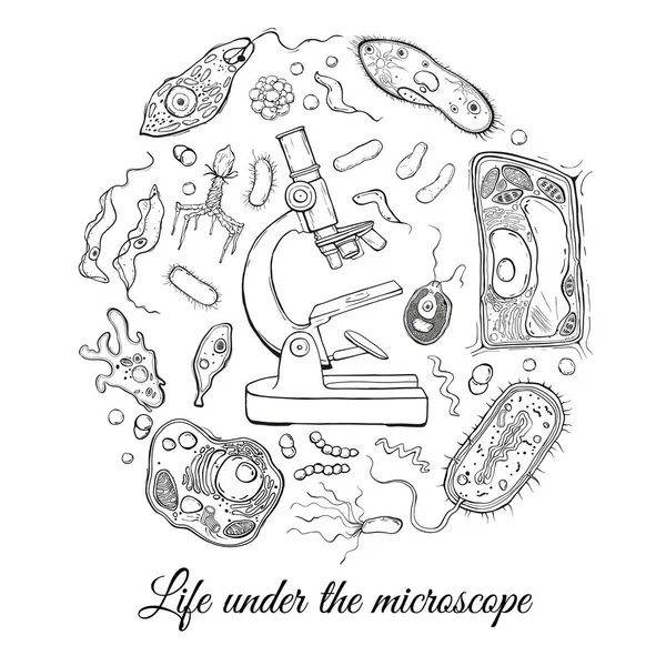 Großes Set mit Mikroskop und verschiedenen Mikroorganismen — Stockvektor