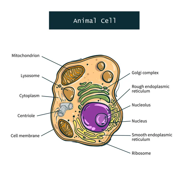 白色背景上的动物细胞的结构 — 图库矢量图片