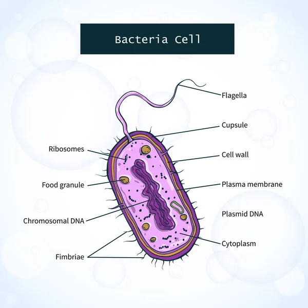 Struttura delle cellule batteriche — Vettoriale Stock