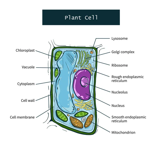 Estructura de la célula vegetal sobre fondo blanco — Vector de stock