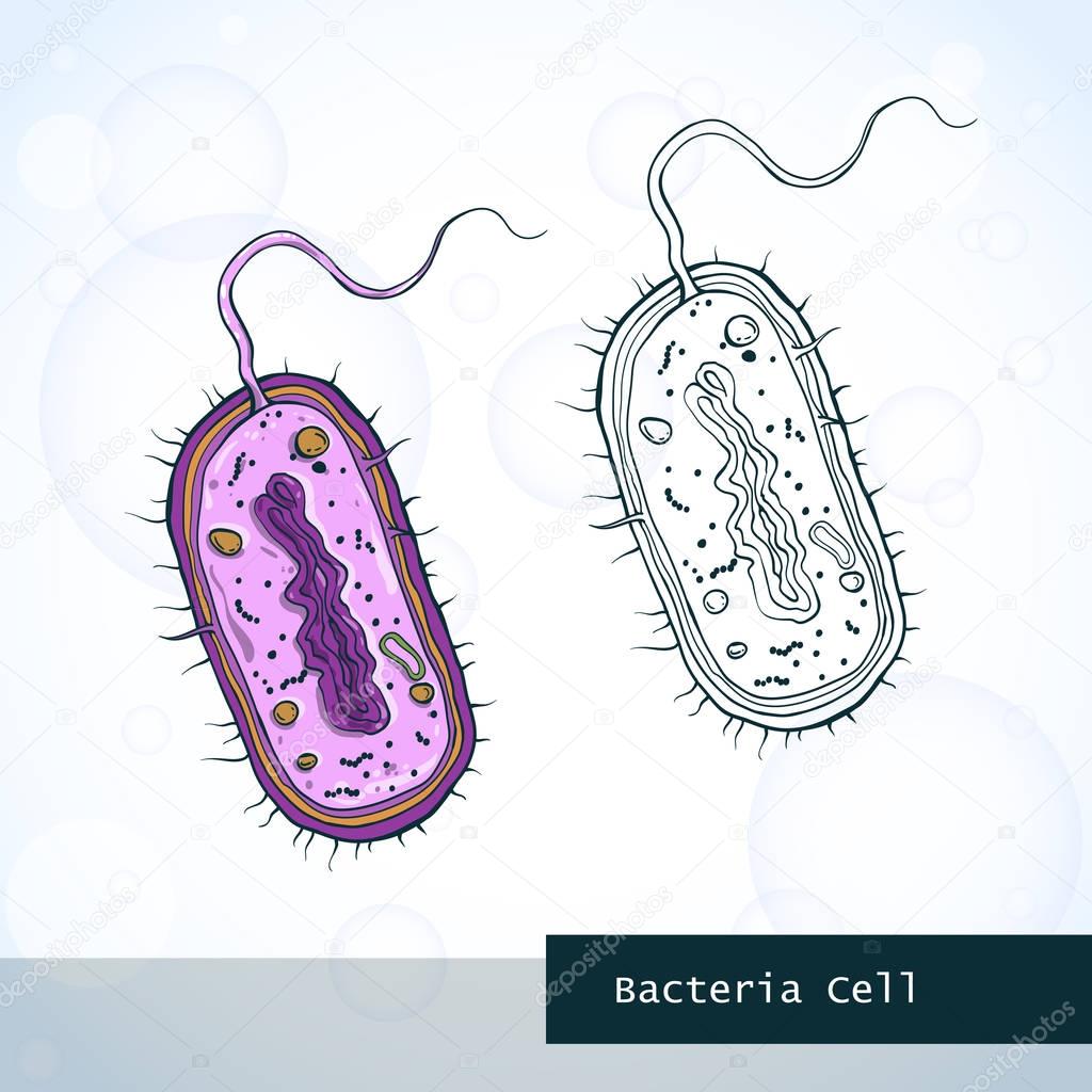 Structure of bacteria cell