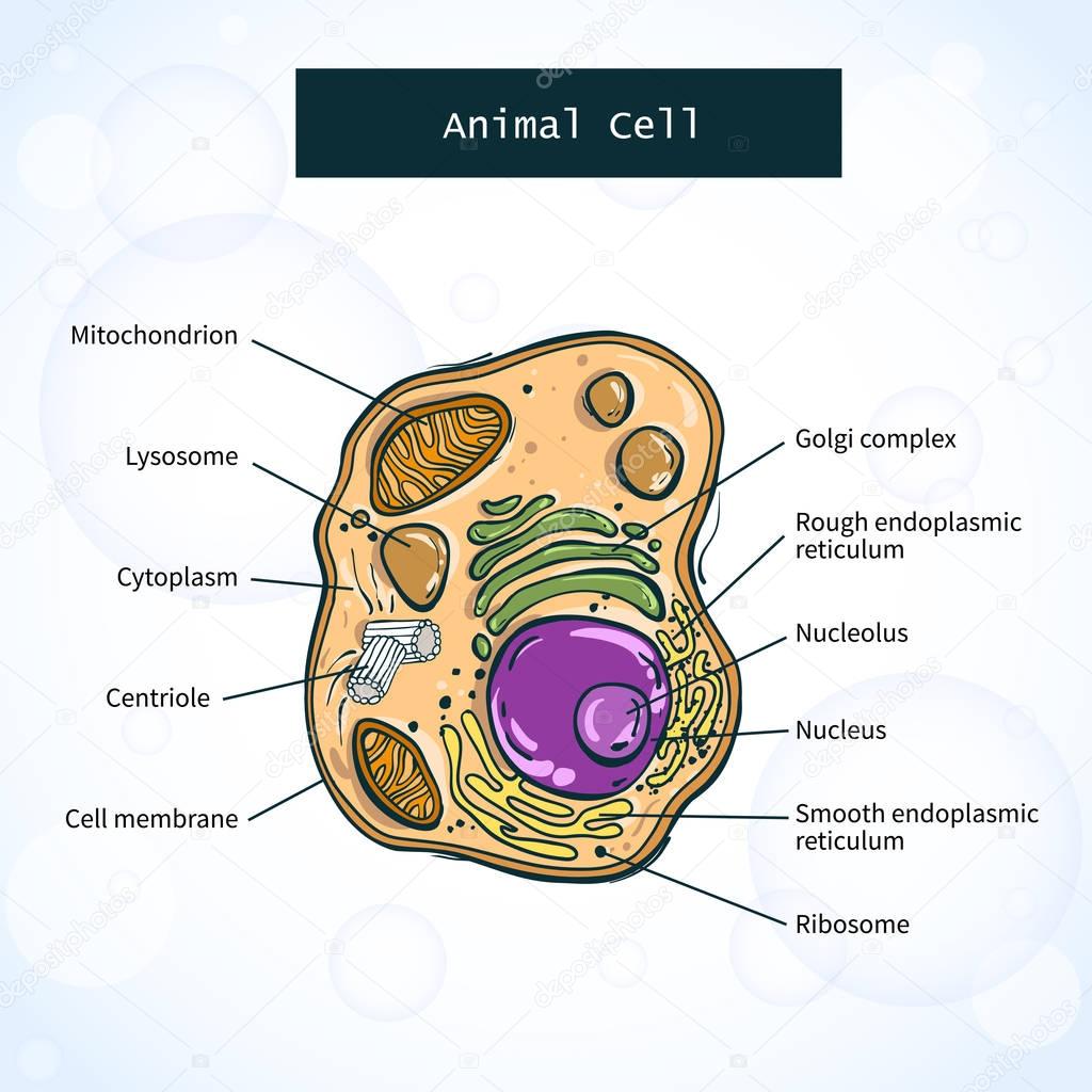 Structure of animal cell