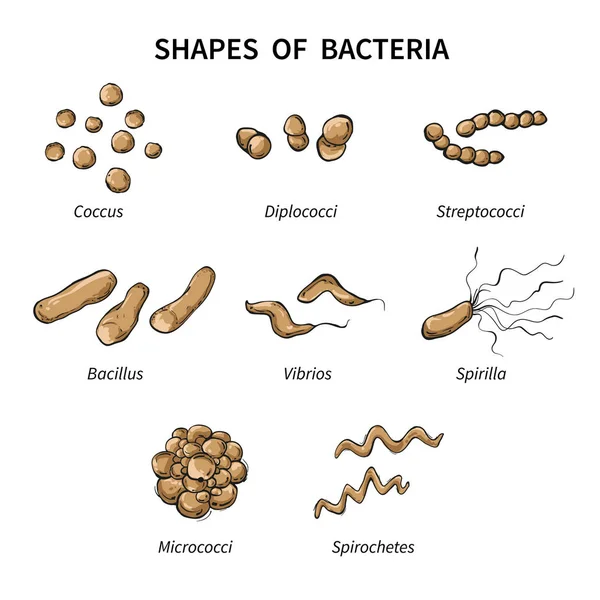 Formas de póster de bacterias sobre fondo blanco — Vector de stock