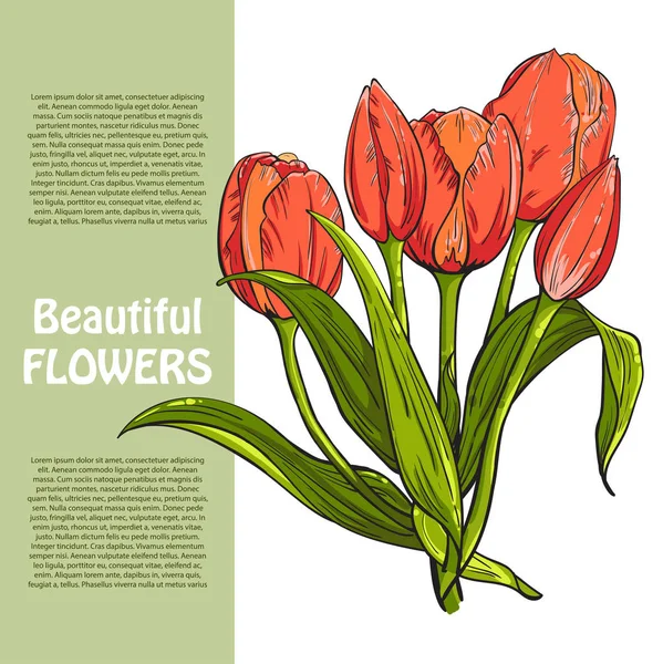 Ramo de flores de tulipanes rojos, plantilla para su diseño — Vector de stock