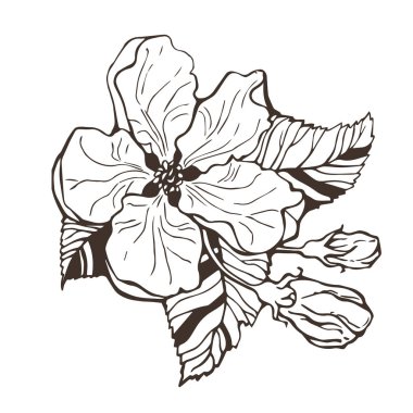 Bahar çiçekleri elma ağacı, el çizimi