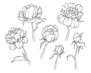 Beyaz arka plan üzerinde izole Şakayık çiçeği. Tasarım için öğe. Kontur hatları çizilmiş. 