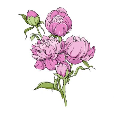 Beyaz arka plan üzerinde izole Şakayık çiçeği buket. Tasarım için öğe. Kontur hatları çizilmiş