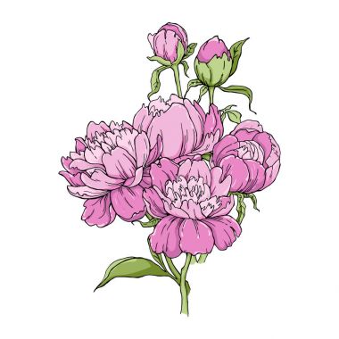 Beyaz arka plan üzerinde izole Şakayık çiçeği buket. Tasarım için öğe. Kontur hatları çizilmiş