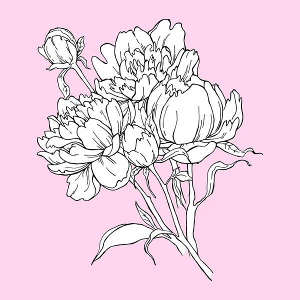 Boeket van peony bloem geïsoleerd op roze achtergrond. Element voor ontwerp. Handgetekende contour lijnen — Stockvector