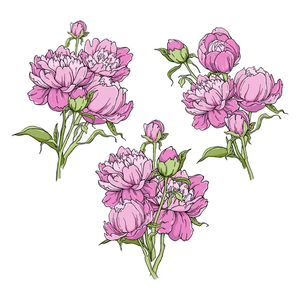 Conjunto buquê de flor de peônia isolado no fundo branco. Elemento para design. Linhas de contorno desenhadas à mão — Vetor de Stock