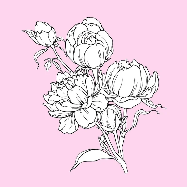 Boeket van peony bloem geïsoleerd op roze achtergrond. Element voor ontwerp. Handgetekende contour lijnen — Stockvector