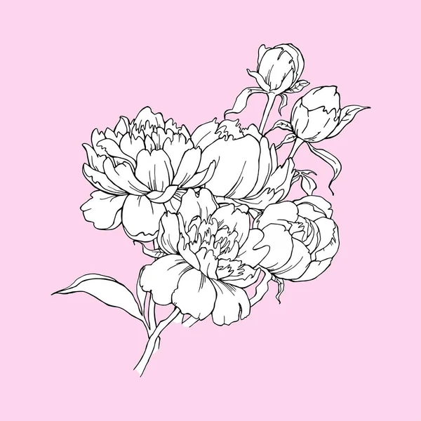 Boeket van peony bloem geïsoleerd op roze achtergrond. Element voor ontwerp. Handgetekende contour lijnen — Stockvector