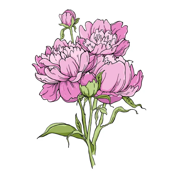 Boeket van peony bloem geïsoleerd op een witte achtergrond. Element voor ontwerp. Handgetekende contour lijnen — Stockvector