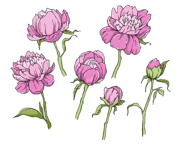 Peony bloem geïsoleerd op een witte achtergrond. Element voor ontwerp. Handgetekende contour lijnen — Stockvector