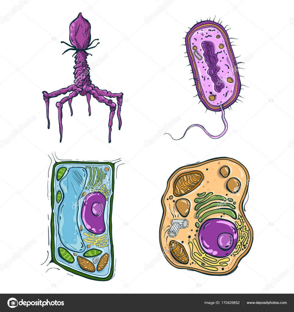 Big set of different cells, plant, animal, bacteria, virus, isolatad on  white background Stock Vector Image by ©aglia83 #170429852