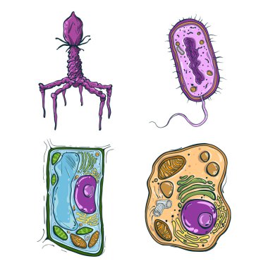 Big set of different cells, plant, animal, bacteria, virus, isolatad on white background clipart