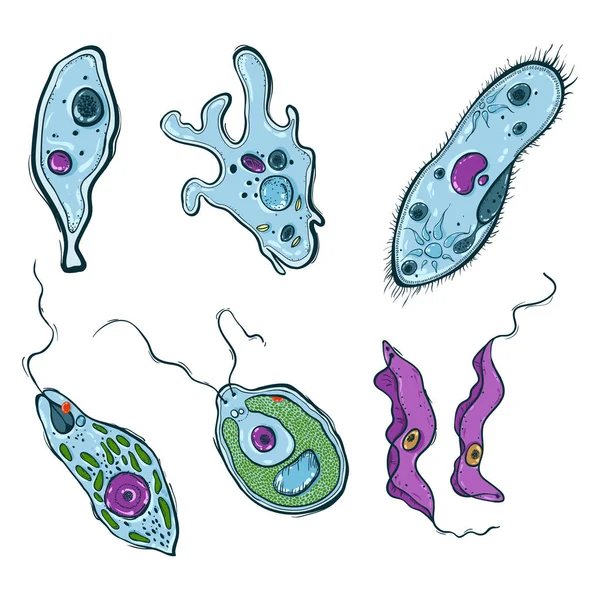 Gran conjunto de microorganismos unicelulares isolatad sobre fondo blanco — Archivo Imágenes Vectoriales