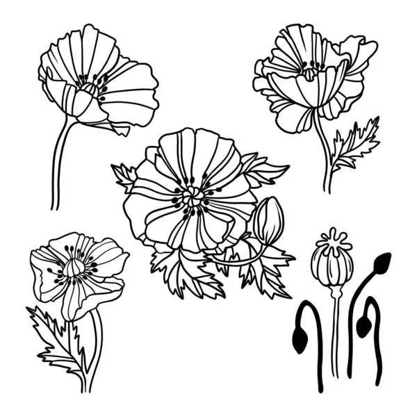 Conjunto de flores lineales de amapola — Vector de stock