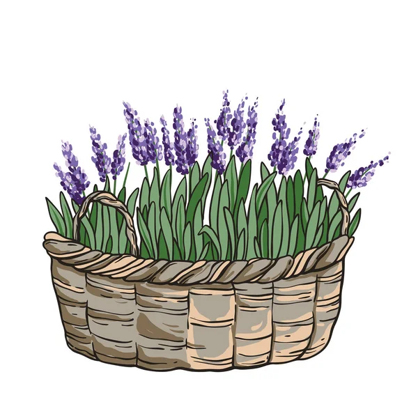 Fiori di lavanda — Vettoriale Stock