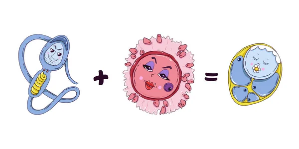 Fertilization process, sperm, egg and zygote — 스톡 벡터