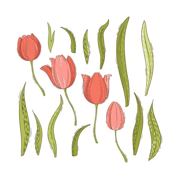 Kleurrijke Set Tulpen Bloemen Bladeren Geïsoleerd Witte Achtergrond Vectorillustratie — Stockvector