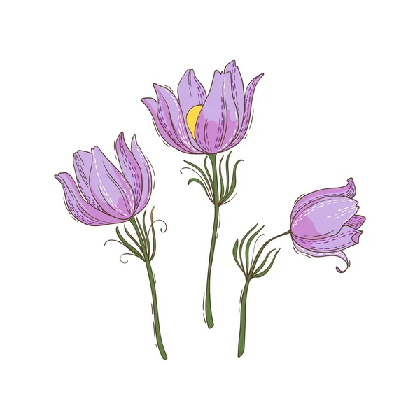 3つのパルサッラ 春の花のセット ベクターイラスト — ストックベクタ