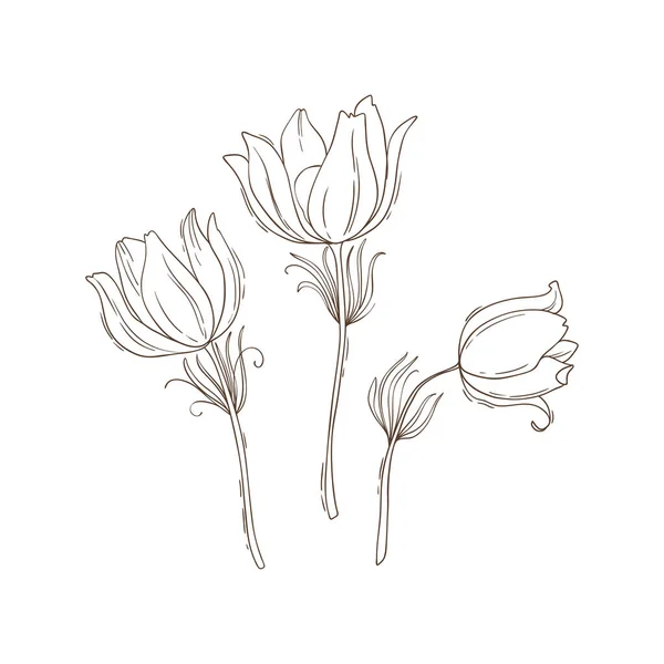3つのアウトラインパルサ 春の花のセット ベクターイラスト — ストックベクタ