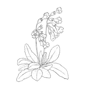 Çuha çiçeği, beyaz arka planda çizgi sanatı, el çizimi çizimi illüstrasyon. Vektör 