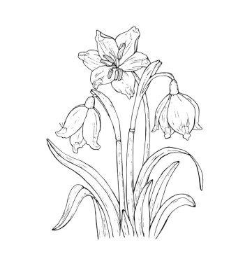 Çuha çiçeği, beyaz arka planda çizgi sanatı, el çizimi çizimi illüstrasyon. Vektör 