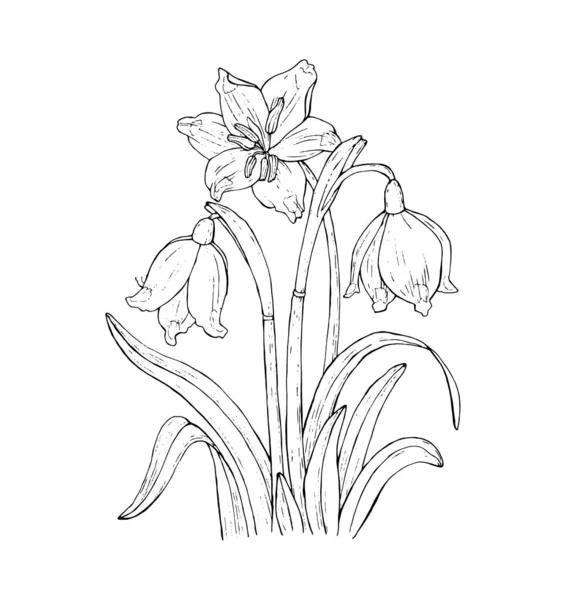 Fiore Primula Linea Arte Sfondo Bianco Schizzo Disegnato Mano Illustrazione — Vettoriale Stock