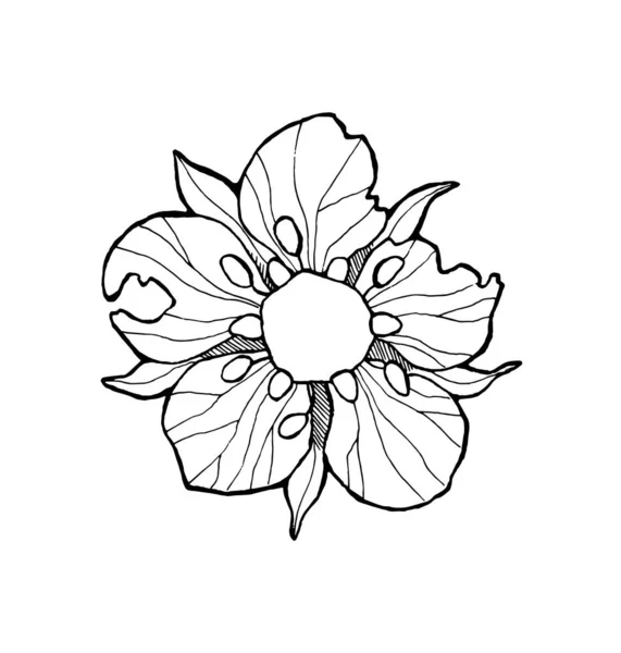 Fiore Fragola Linea Arte Sfondo Bianco Schizzo Disegnato Mano Illustrazione — Vettoriale Stock