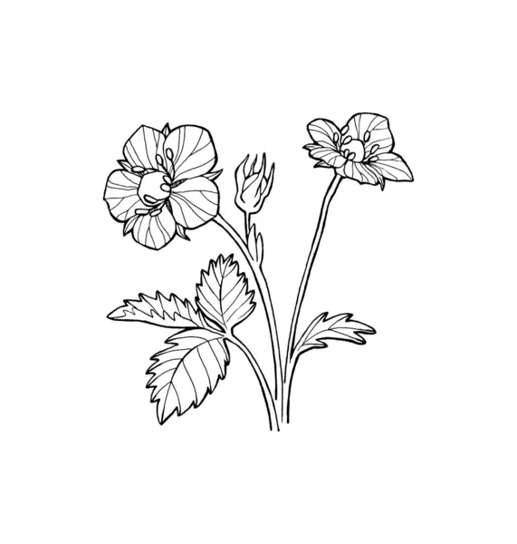 Strawberry Flower Line Art White Background Sketch Hand Drawn Illustration — Stock Vector