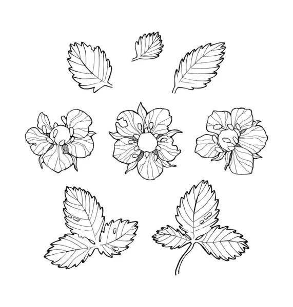 Jahodová Květinová Souprava Čárový Výtvarník Bílém Pozadí Kresba Ručně Kresleného — Stockový vektor