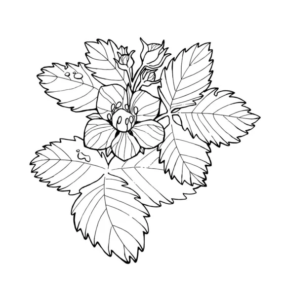 Kwiat Truskawki Sztuka Linii Białym Tle Szkic Ręcznie Rysowane Ilustracji — Wektor stockowy