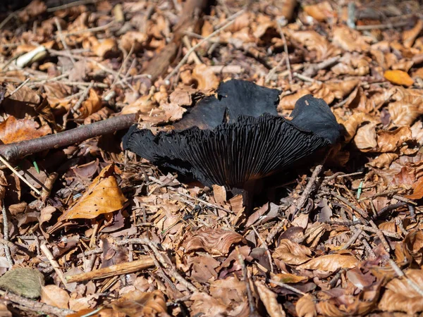 Grande fungo bruno europeo nero nel bosco. Probabilmente Russula nigricans, alias Blackening brittlegill o Blackening russula . — Foto Stock