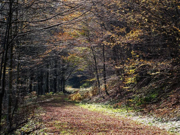 Winter of late herfst bos natuur achtergrond, met bomen en track. Vrij generiek. Geen mensen. Europa, Italië. — Stockfoto