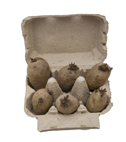Chitting potatoes in egg tray isolated on white background. — Stock Photo, Image
