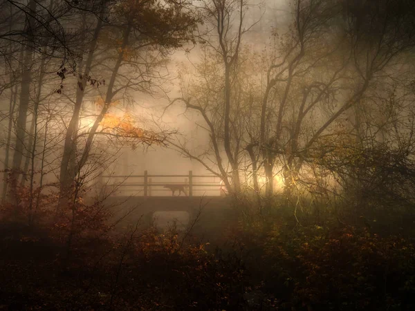 Podzimní mlha časně ráno se psem na mostě. Venkovská lesní sezónní scéna. — Stock fotografie