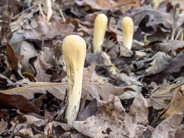 Clavaria aka Clavariadelphus pistillaris, fungo selvatico. Nel bosco . — Foto Stock