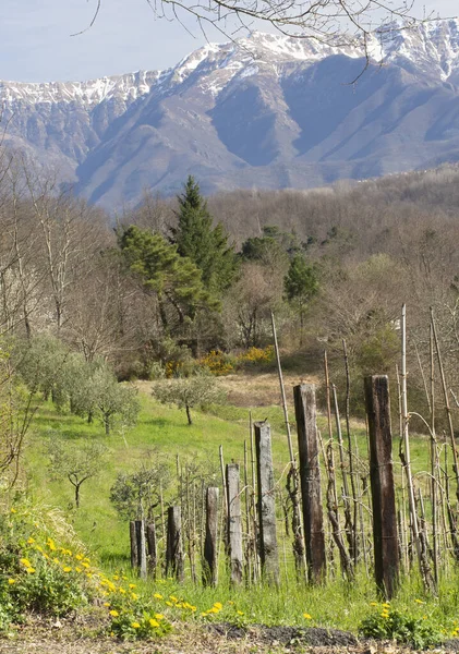 Lunigiana im Frühling, mit Schnee auf den Bergen dahinter. nördliche toskana, italien. Weinberg im Vordergrund. — Stockfoto