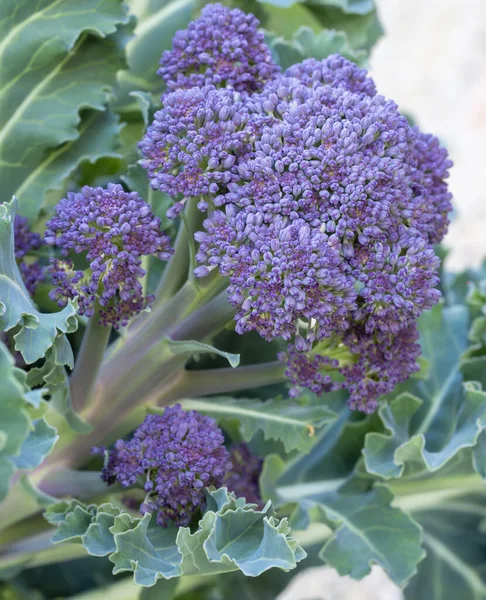 Lila austreibende Brokkoliröschen, Blätter und Stängel - Vorfrühling, spätwinterliches Gemüse. Stockfoto