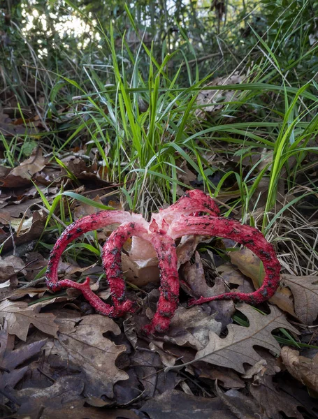 Гриб Clathrus archeri, также известный как Octopus Stinkhorn и Devils Fingers. Как красные пальцы, которые воняют. Вертикальное изображение . — стоковое фото